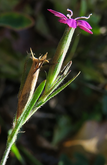 Dianthus6a1