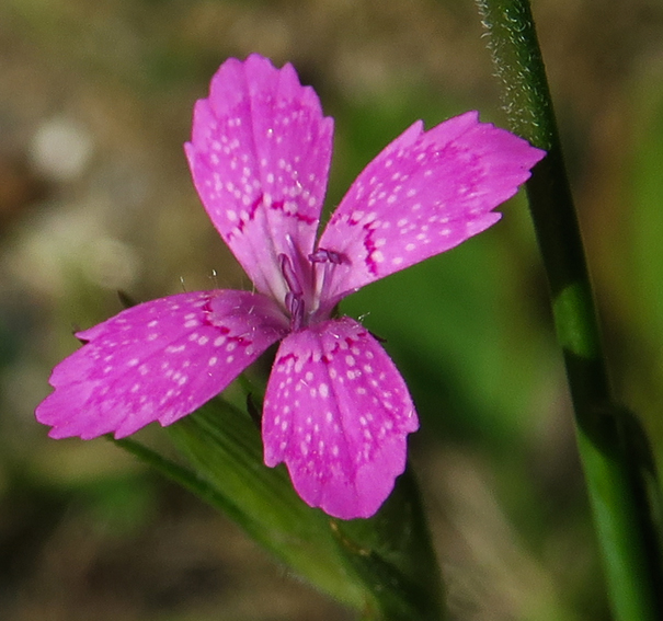 Dianthus6e