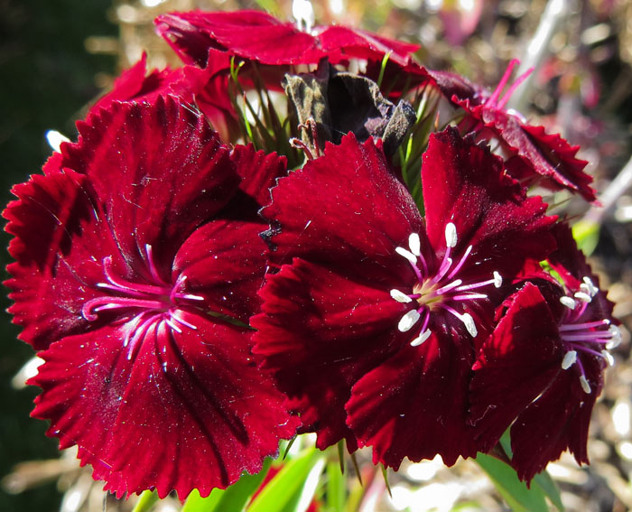 Dianthus23