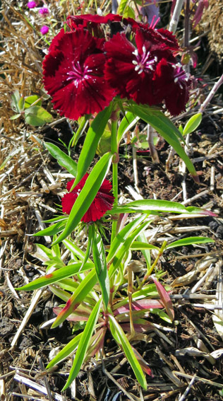 Dianthus22