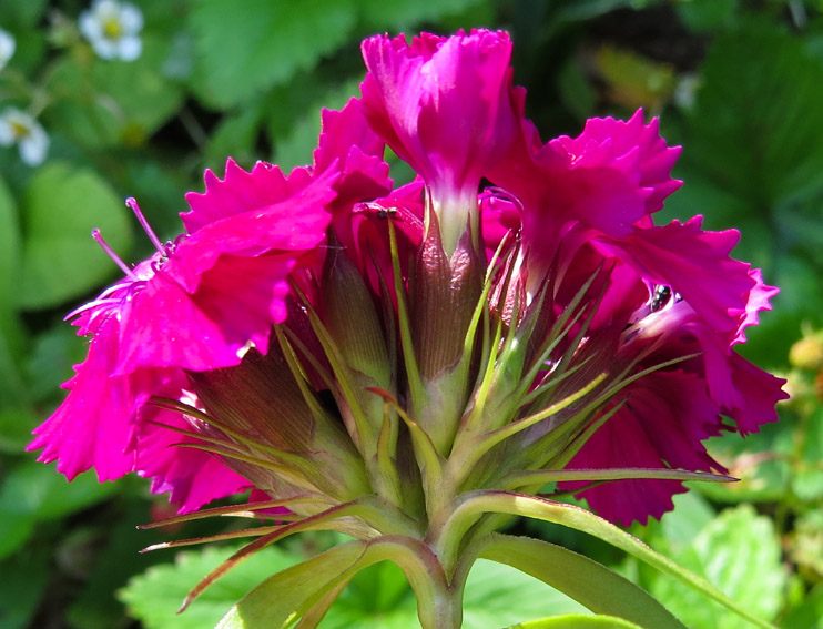 Dianthus26