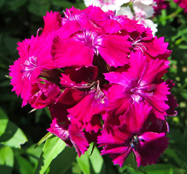 Dianthus27