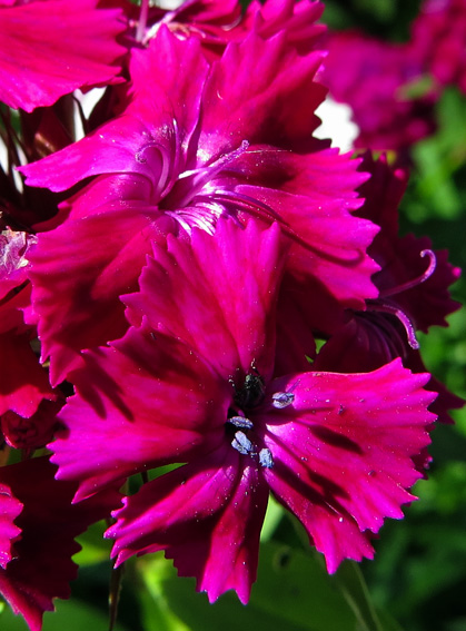 Dianthus28