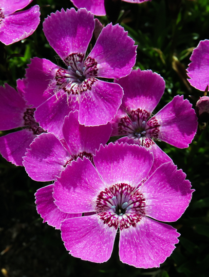 Dianthus31