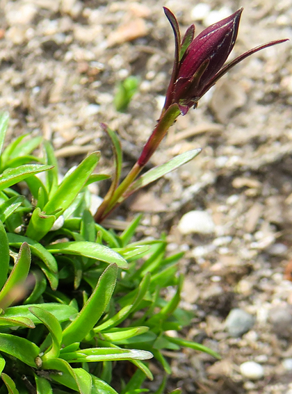 Dianthus29