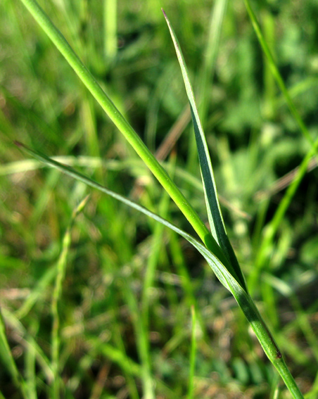 Dianthus3