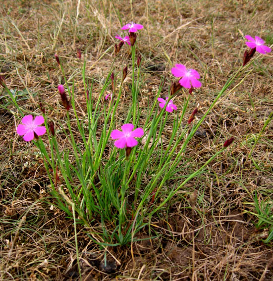 Dianthus1