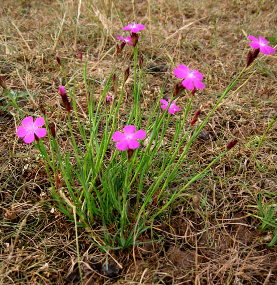 Dianthus1