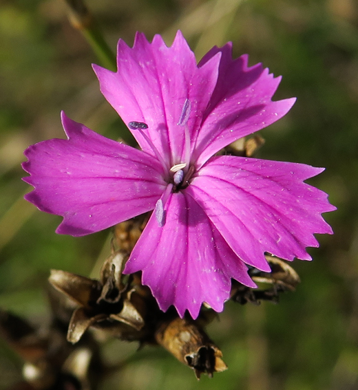 Dianthus5e