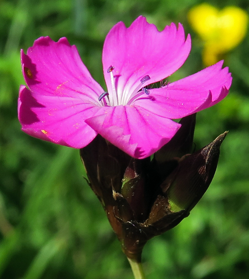 Dianthus5