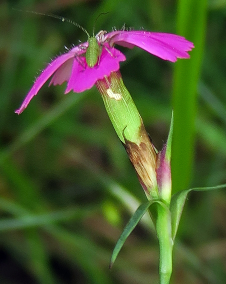 Dianthus2