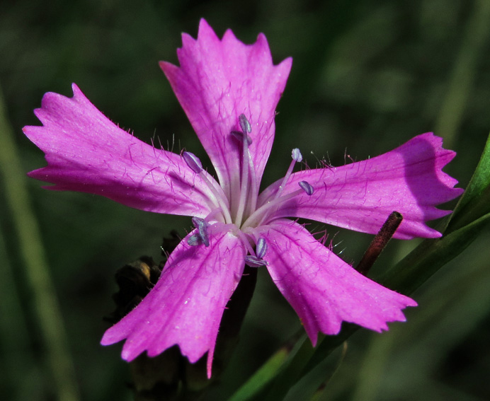 Dianthus5d