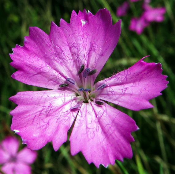 Dianthus5c