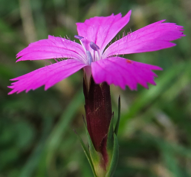 Dianthus4