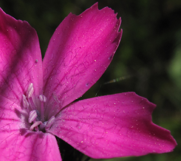 Dianthus5a