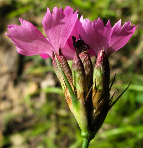 Dianthus5b