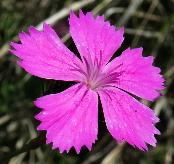 Dianthus5f