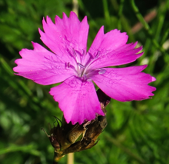 Dianthus4b