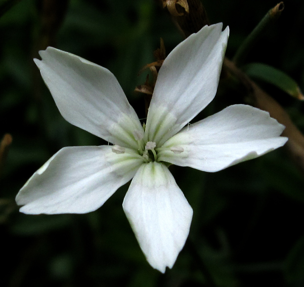 Dianthus11b