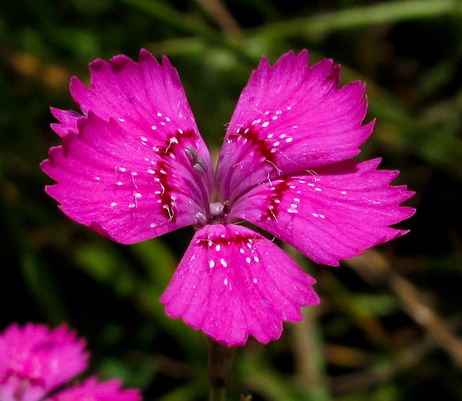 Dianthus11