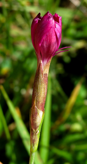 Dianthus10