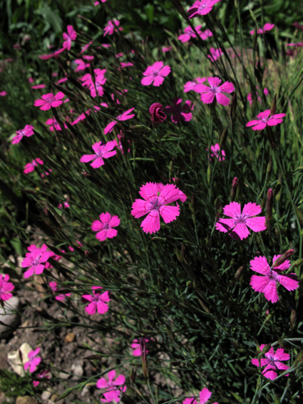 Dianthus9