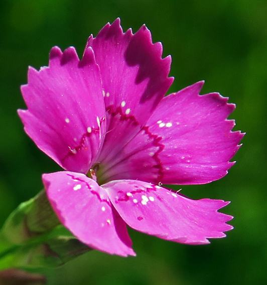 Dianthus11a