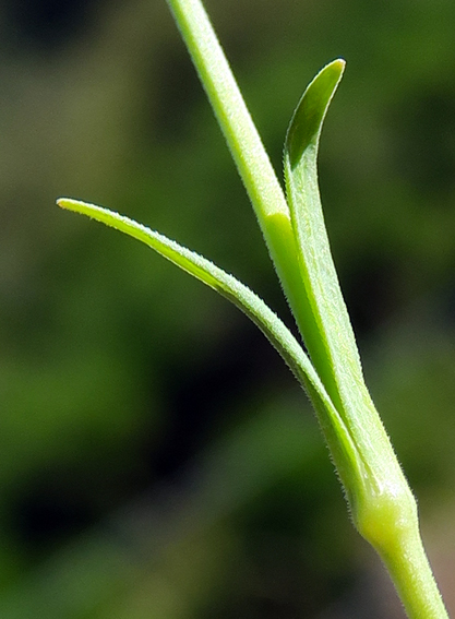 Dianthus11c