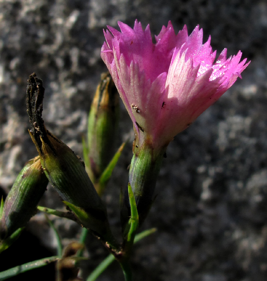 Dianthus20