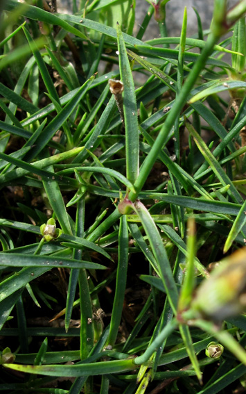 Dianthus19