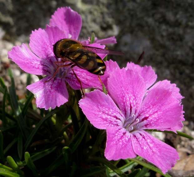 Dianthus18