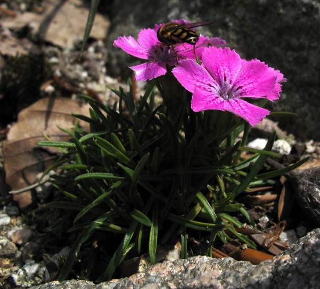 Dianthus17