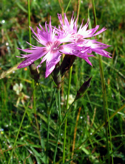 Dianthus14