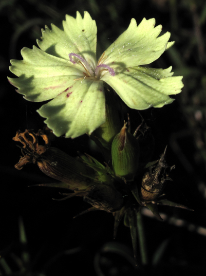 Dianthus21