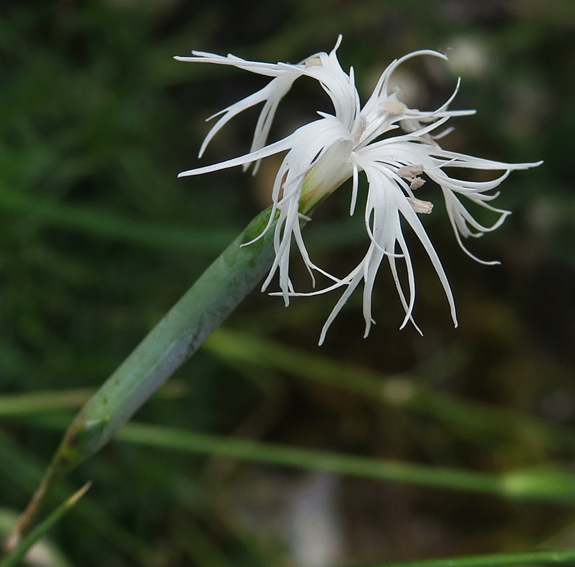 Dianthus32