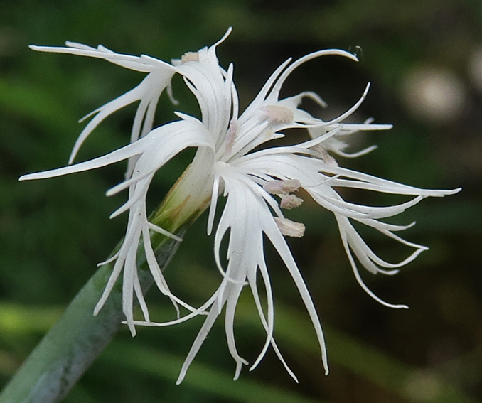 Dianthus33