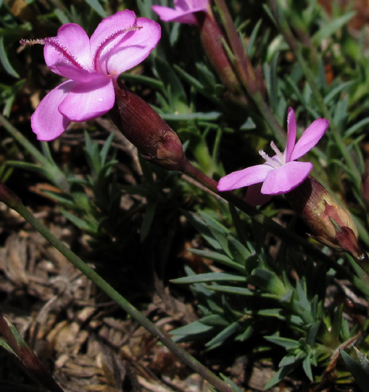 Dianthus15