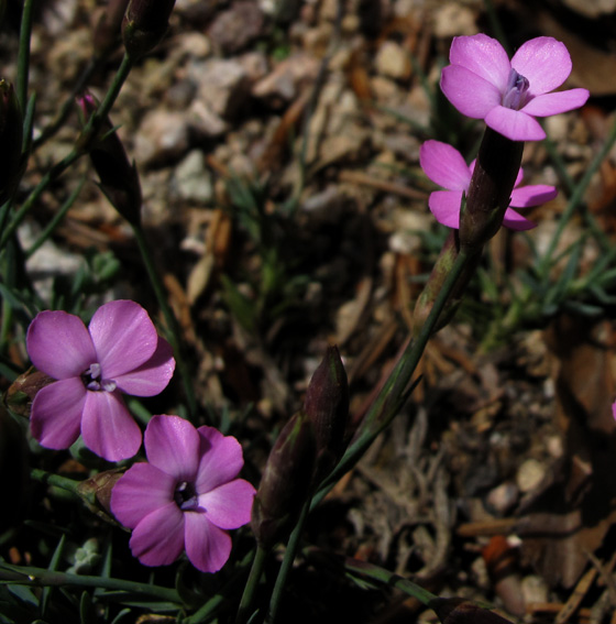 Dianthus16