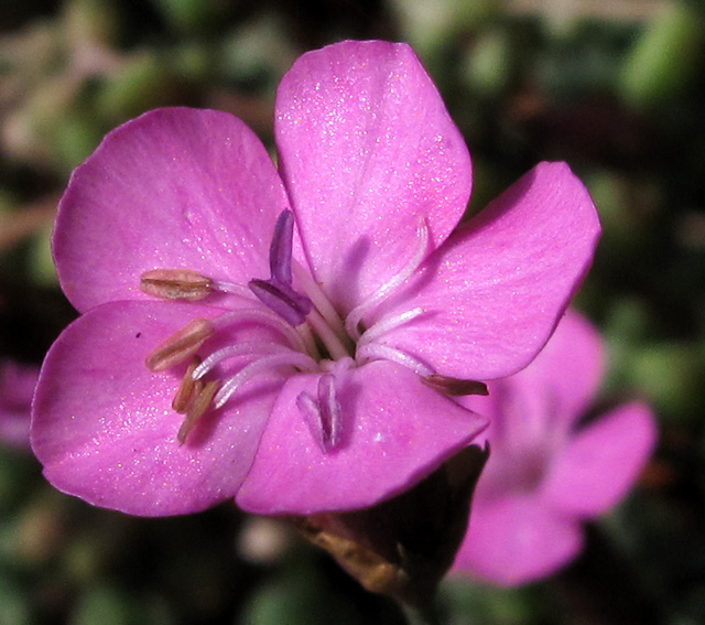 Dianthus16a