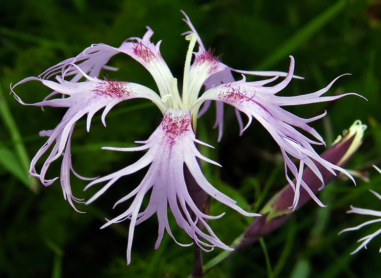 Dianthus8f