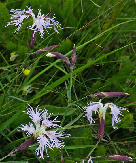 Dianthus8e