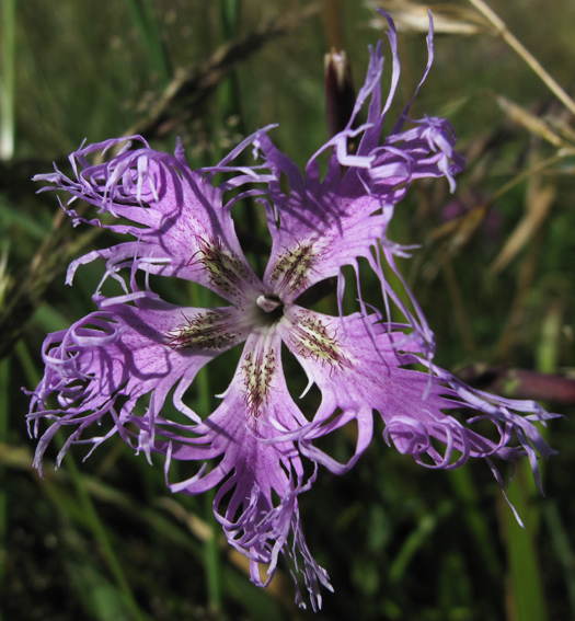 Dianthus8d