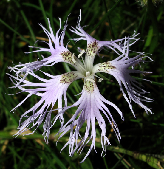 Dianthus8a