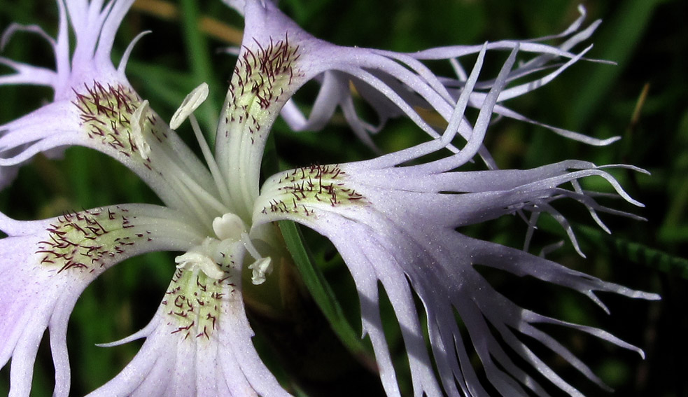 Dianthus8c