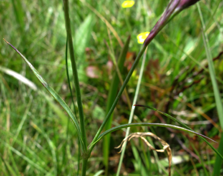 Dianthus8