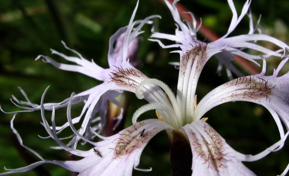 Dianthus8b