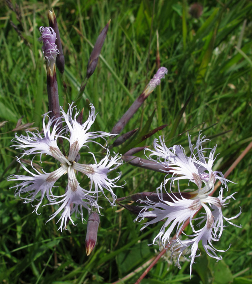 Dianthus7