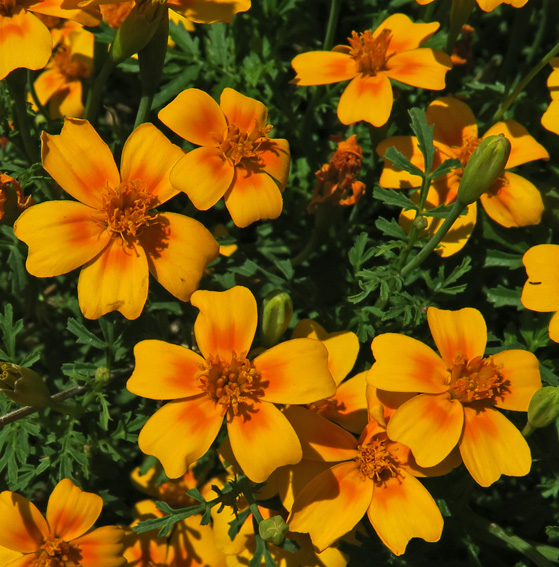 Tagetes4