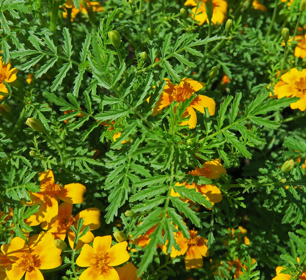 Tagetes3