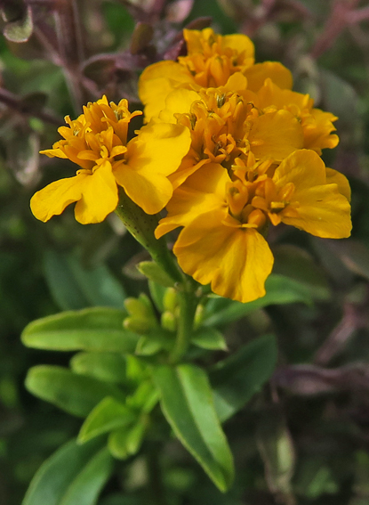 Tagetes7